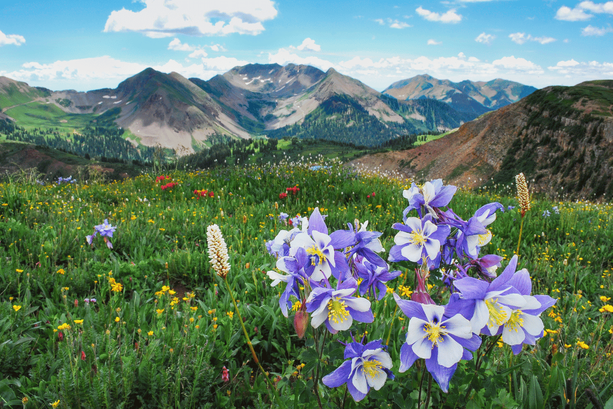 a flower in a field with a mountain in the background