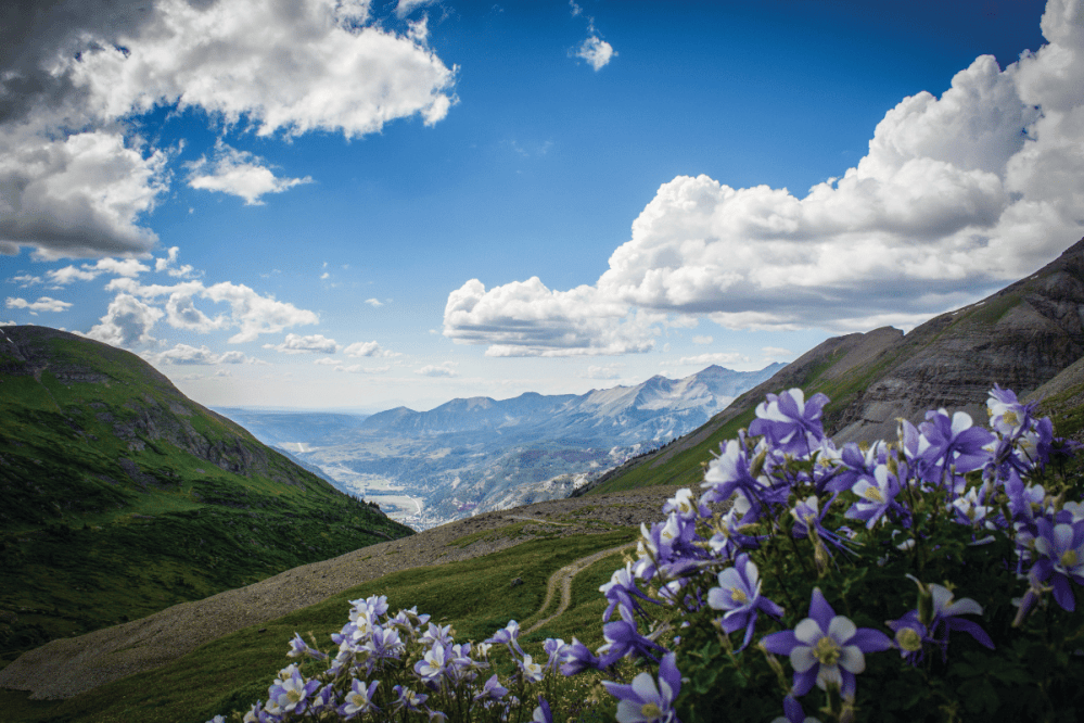 a purple flower with a mountain in the background