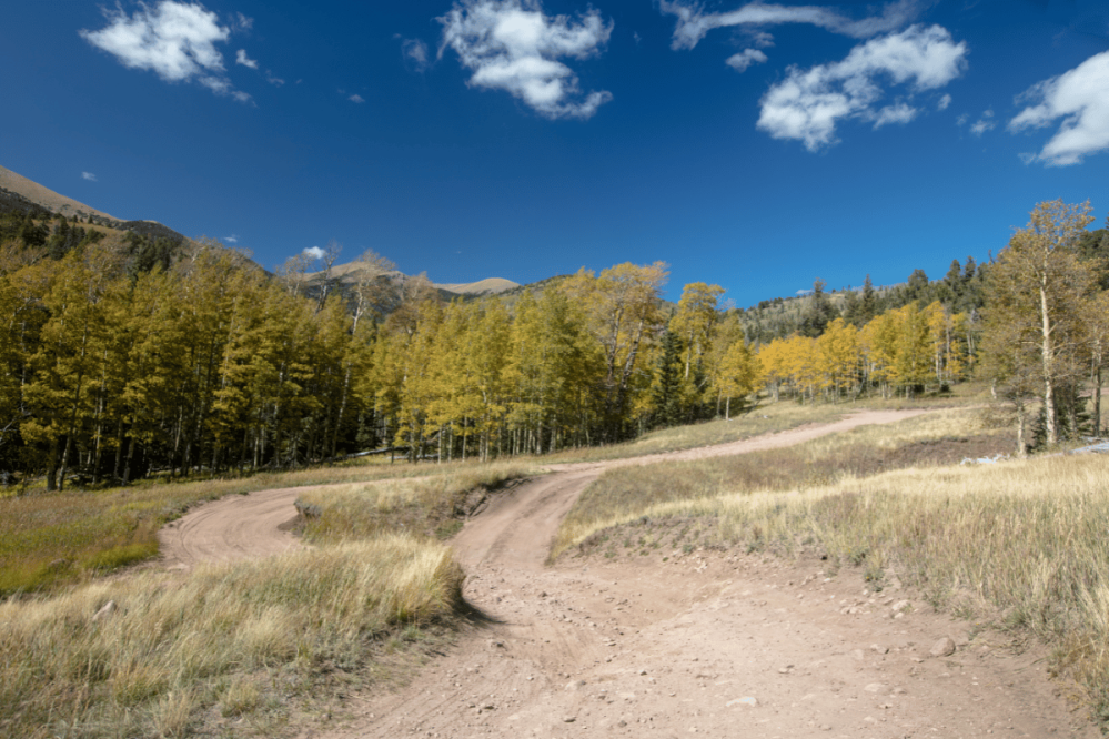 a path with trees on the side of a dirt road